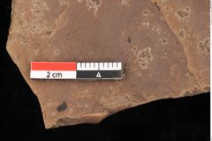 Foto (Detailansicht) von Quercus palaeoilex Ettingshausen (NHMW-GEO-2024-0188-0740)